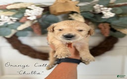 Golden Retriever dogs for sale: Golden Retriever Puppies - Image 4
