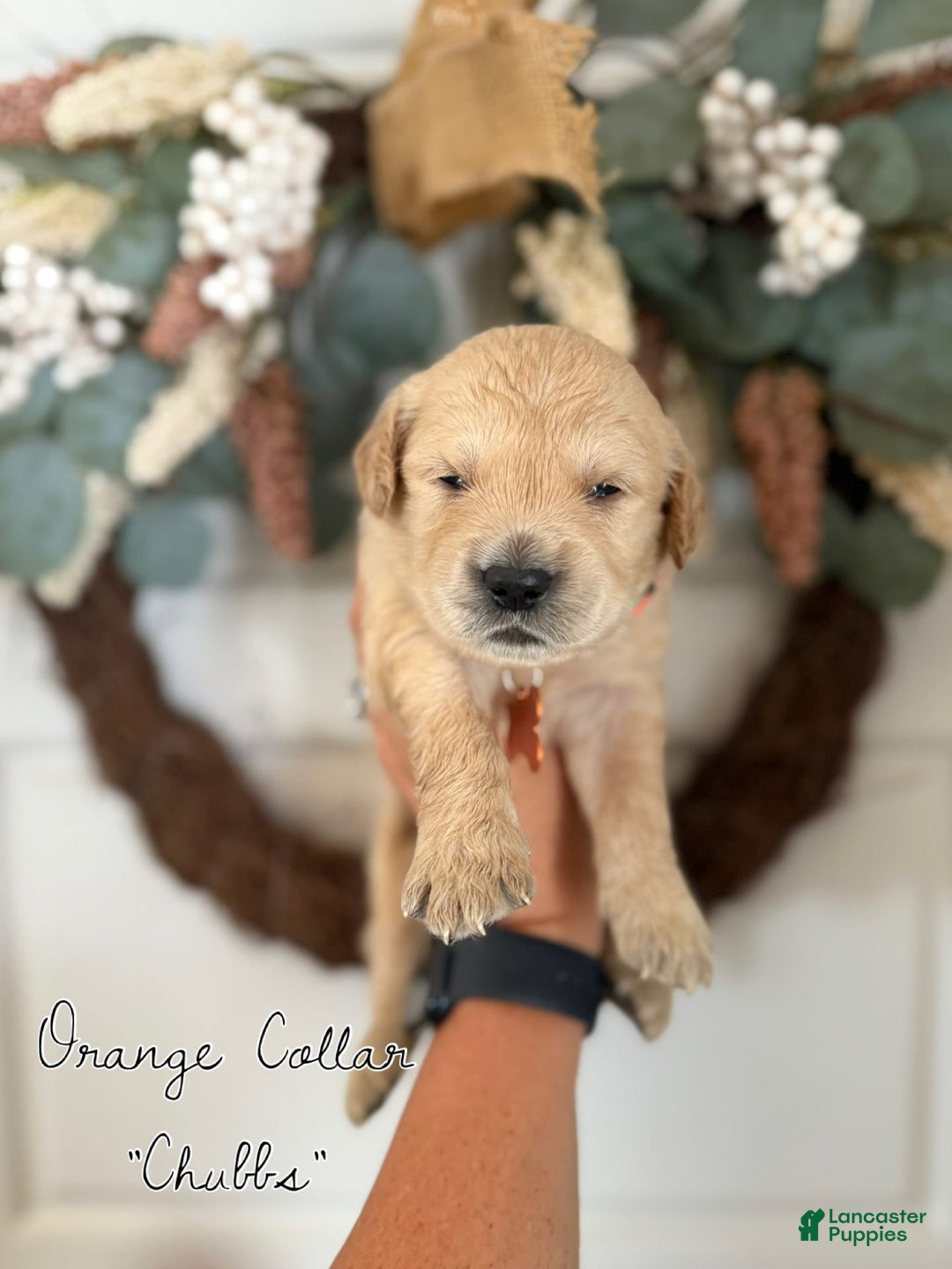 Golden Retriever dogs for sale: Golden Retriever Puppies - Image 4