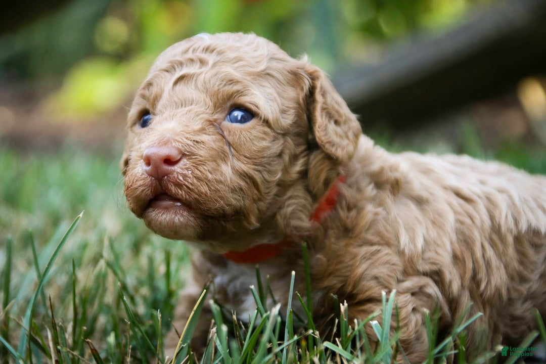 Miniature Poodle dogs for sale: Miniature Poodle 4 puppies - Image 12