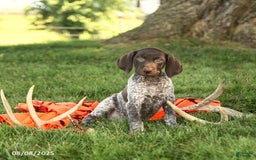 German Shorthaired Pointer dogs for sale: Brieanna AKC - Image 1