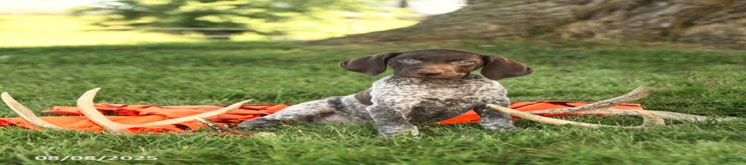Brieanna AKC