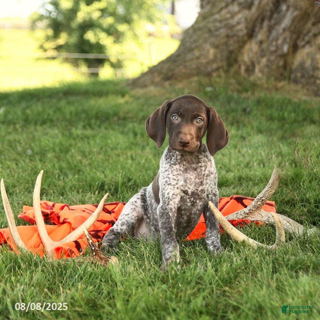 German Shorthaired Pointer dogs for sale: Brieanna AKC - Image 1