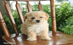 Havanese dogs for sale: Brielle - Image 2