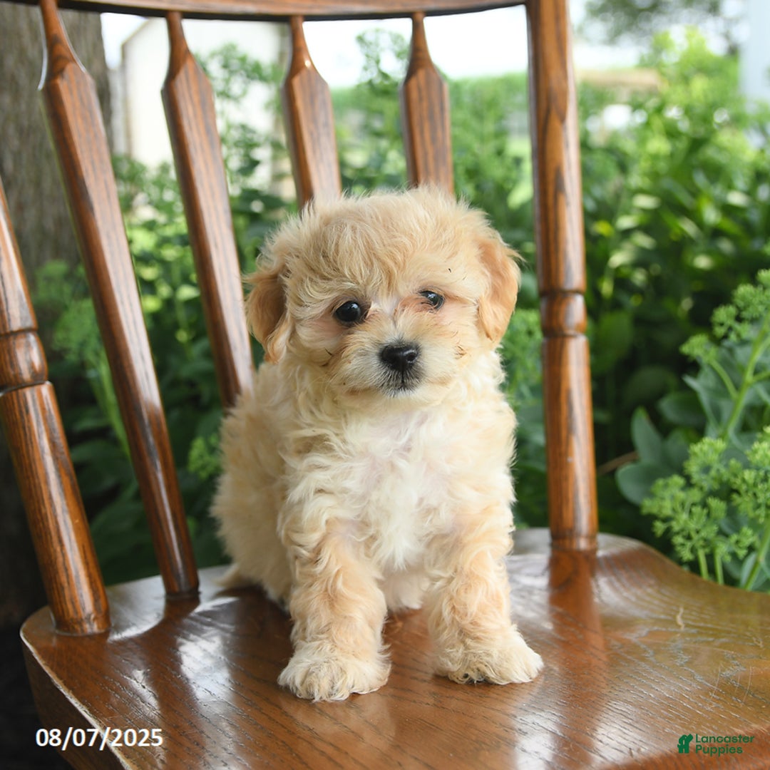 Havanese dogs for sale: Brielle - Image 2