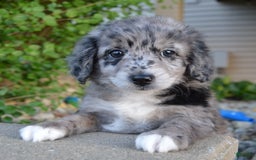 Mini Aussiedoodle dogs for sale: Mini Angel - Image 3