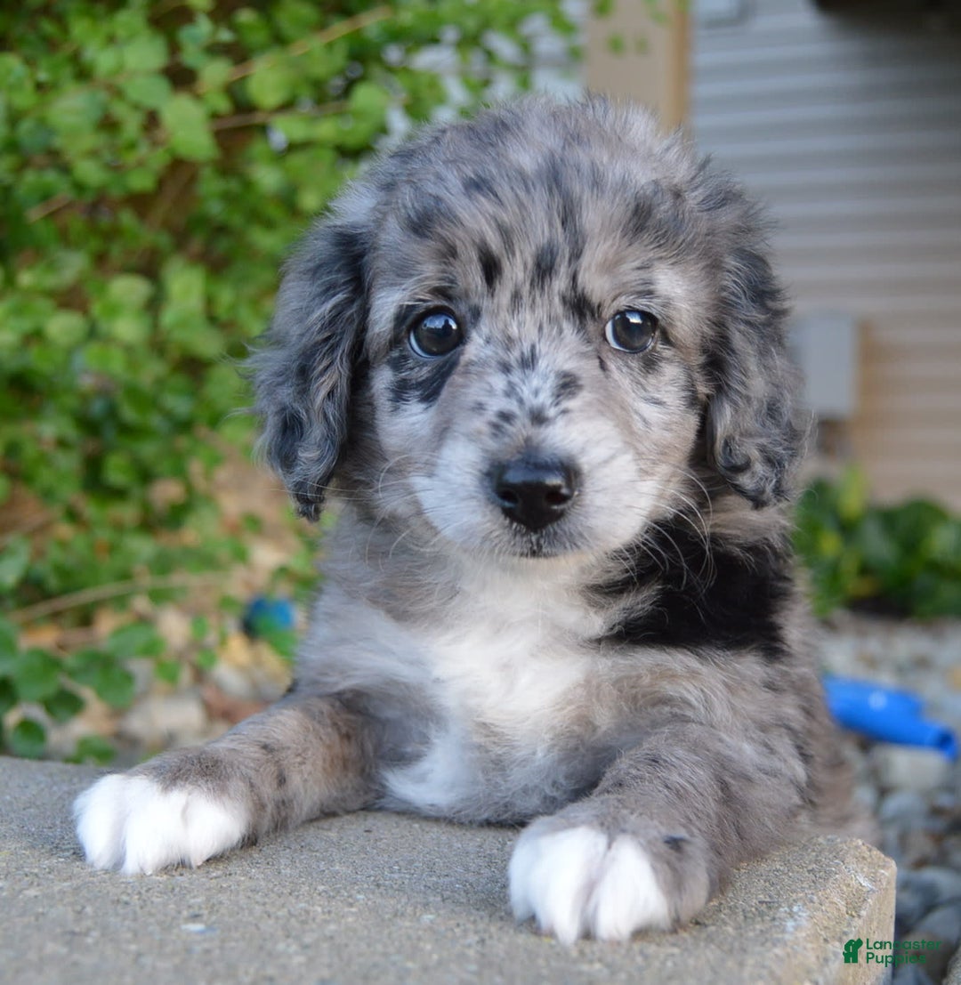 Mini Aussiedoodle dogs for sale: Mini Angel - Image 3
