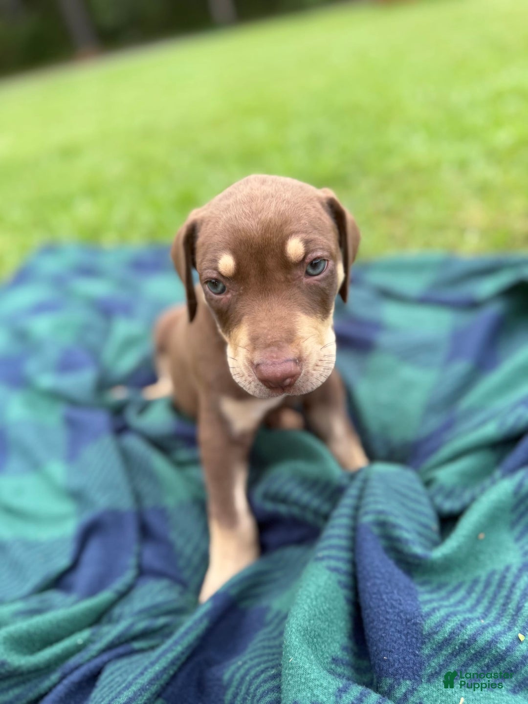 Catahoula Leopard Dog dogs for sale: Hunter Green - Image 2