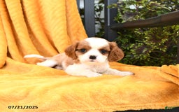 Cavalier King Charles Spaniel dogs for sale: Georgie - Image 4