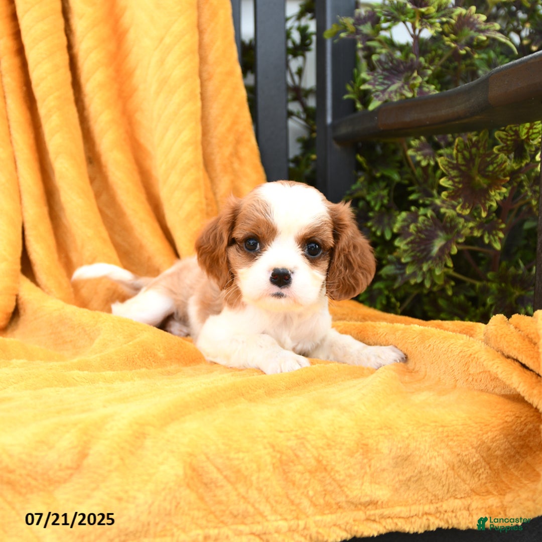 Cavalier King Charles Spaniel dogs for sale: Georgie - Image 4