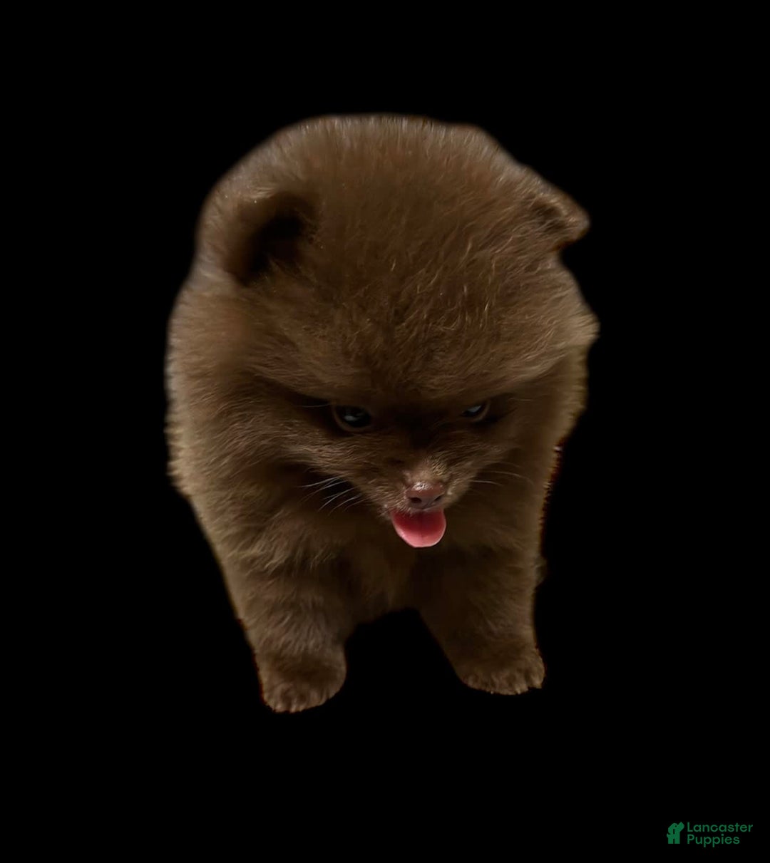 Pomeranian dogs for sale: Twix - Image 4
