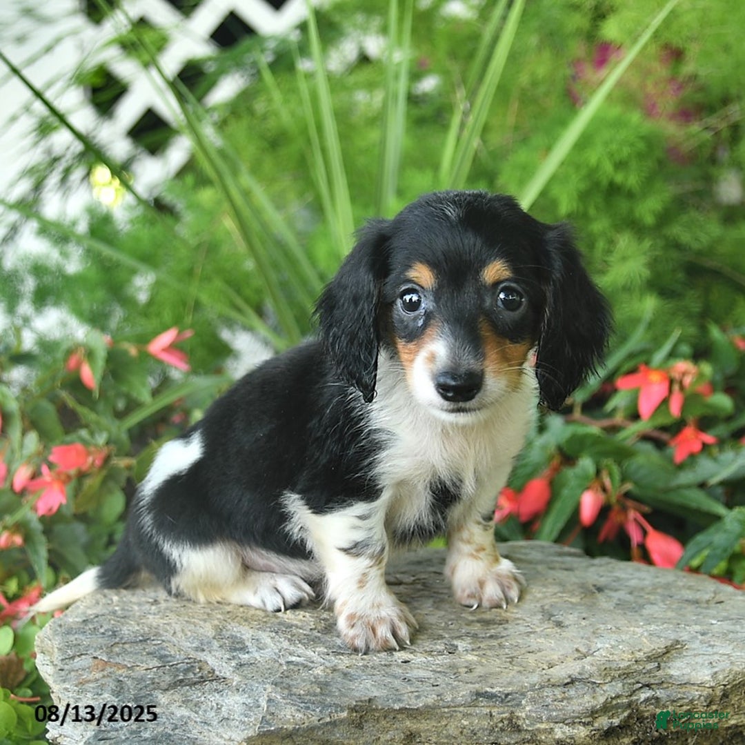 Dachshund dogs for sale: Finn - Image 1