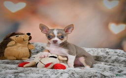 Chihuahua dogs for sale: Lola - Image 2