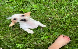 Dachshund dogs for sale: Oak - Image 1