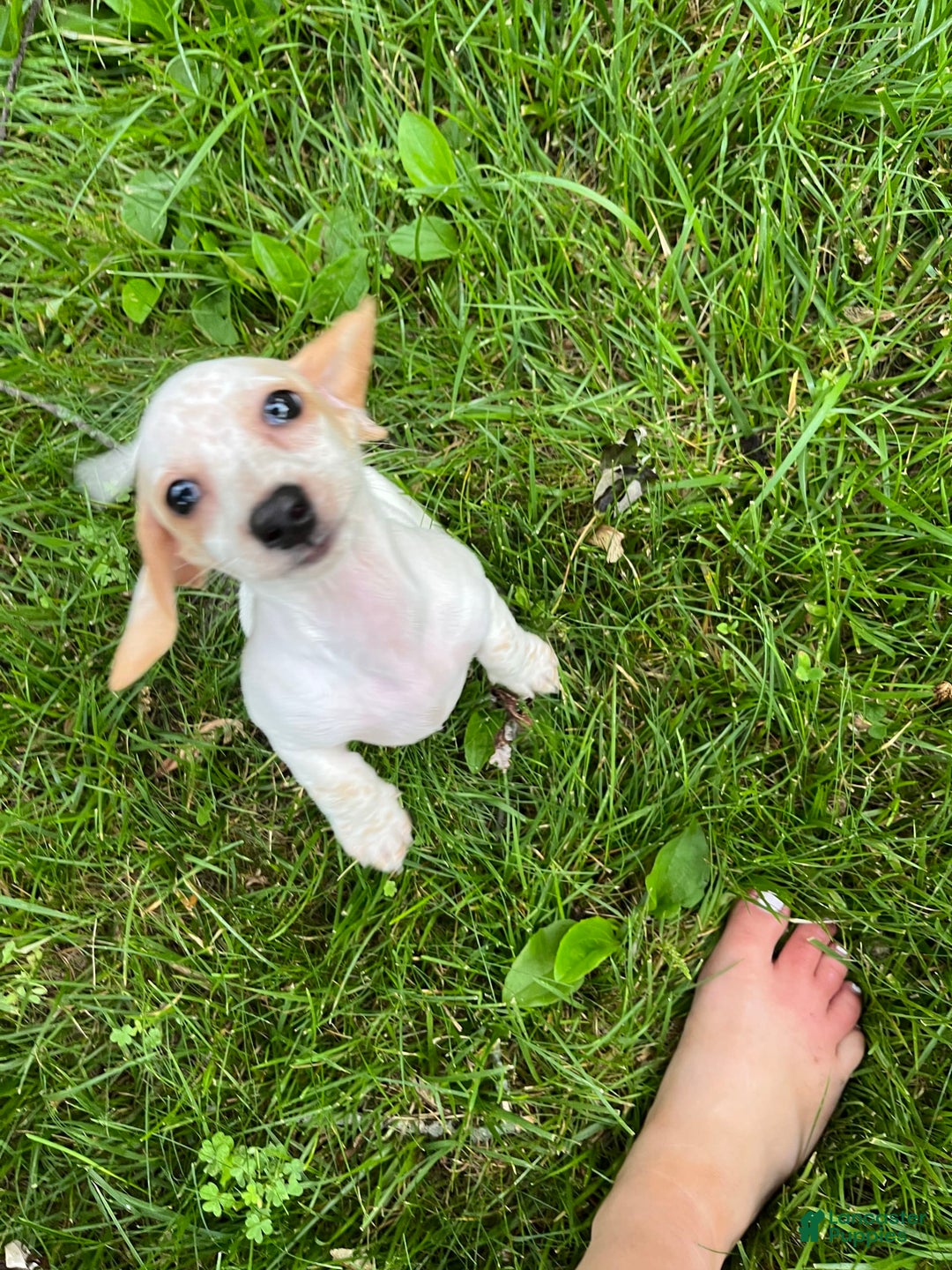 Dachshund dogs for sale: Oak - Image 1