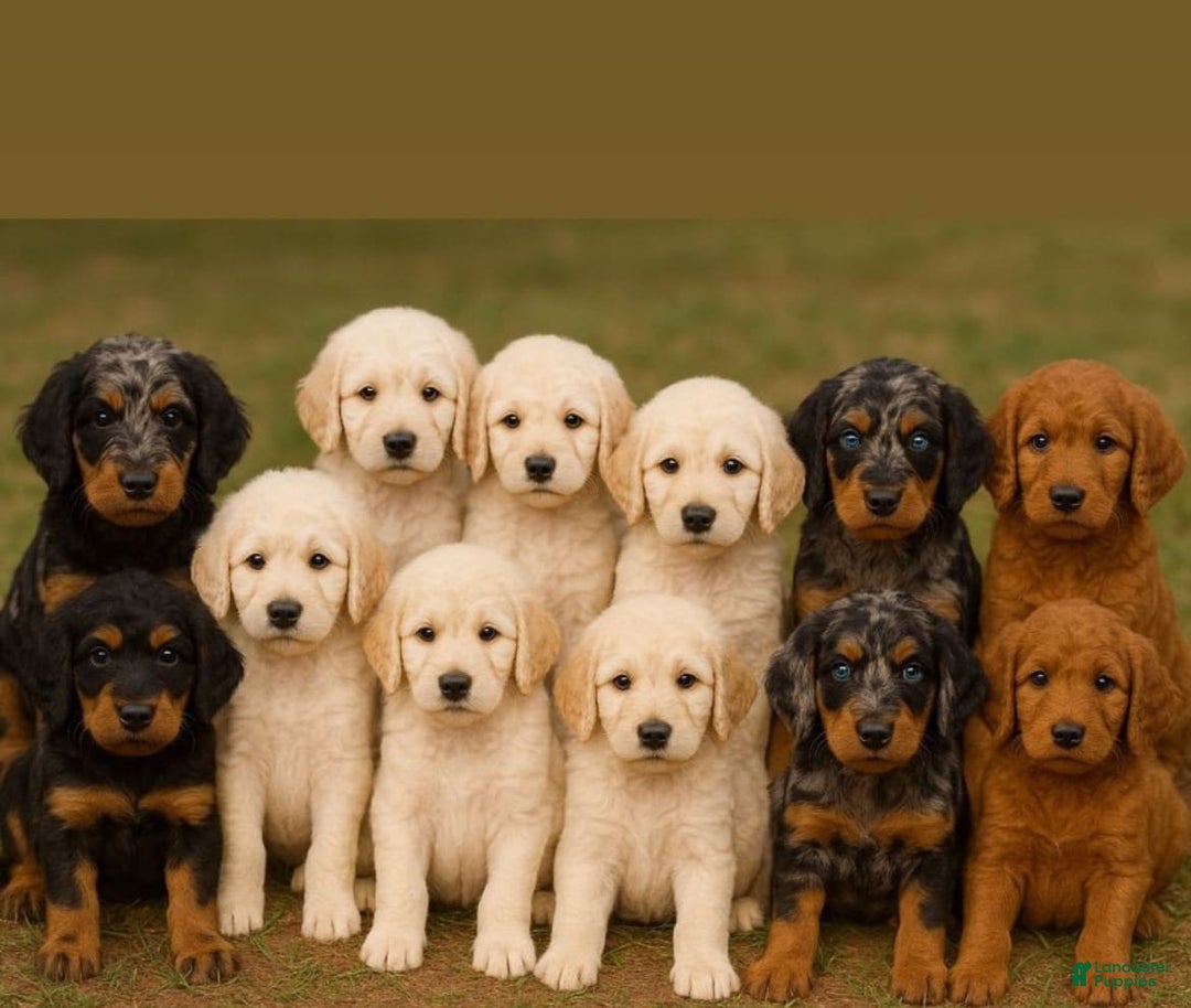 Goldendoodle dogs for sale: Multigenerational Mini Goldendoodles - Image 2