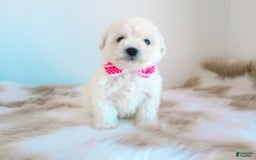 Maltipoo dogs for sale: Sunshine - Image 14