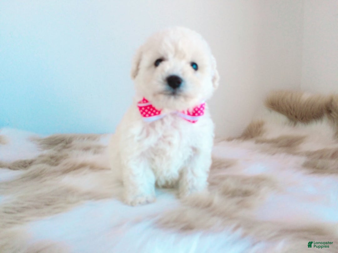 Maltipoo dogs for sale: Sunshine - Image 14