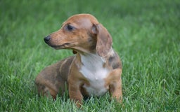 Dachshund dogs for sale: Willow - Image 11