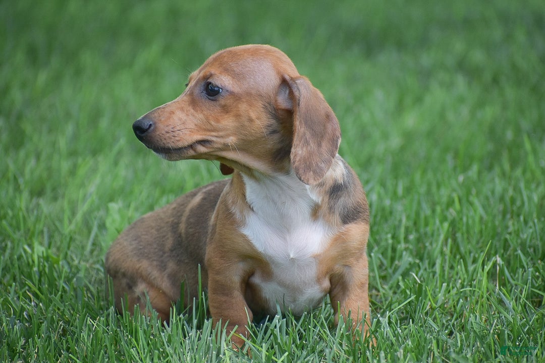 Dachshund dogs for sale: Willow - Image 11