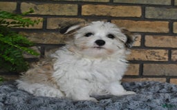 Havapoo dogs for sale: Toby - Image 19