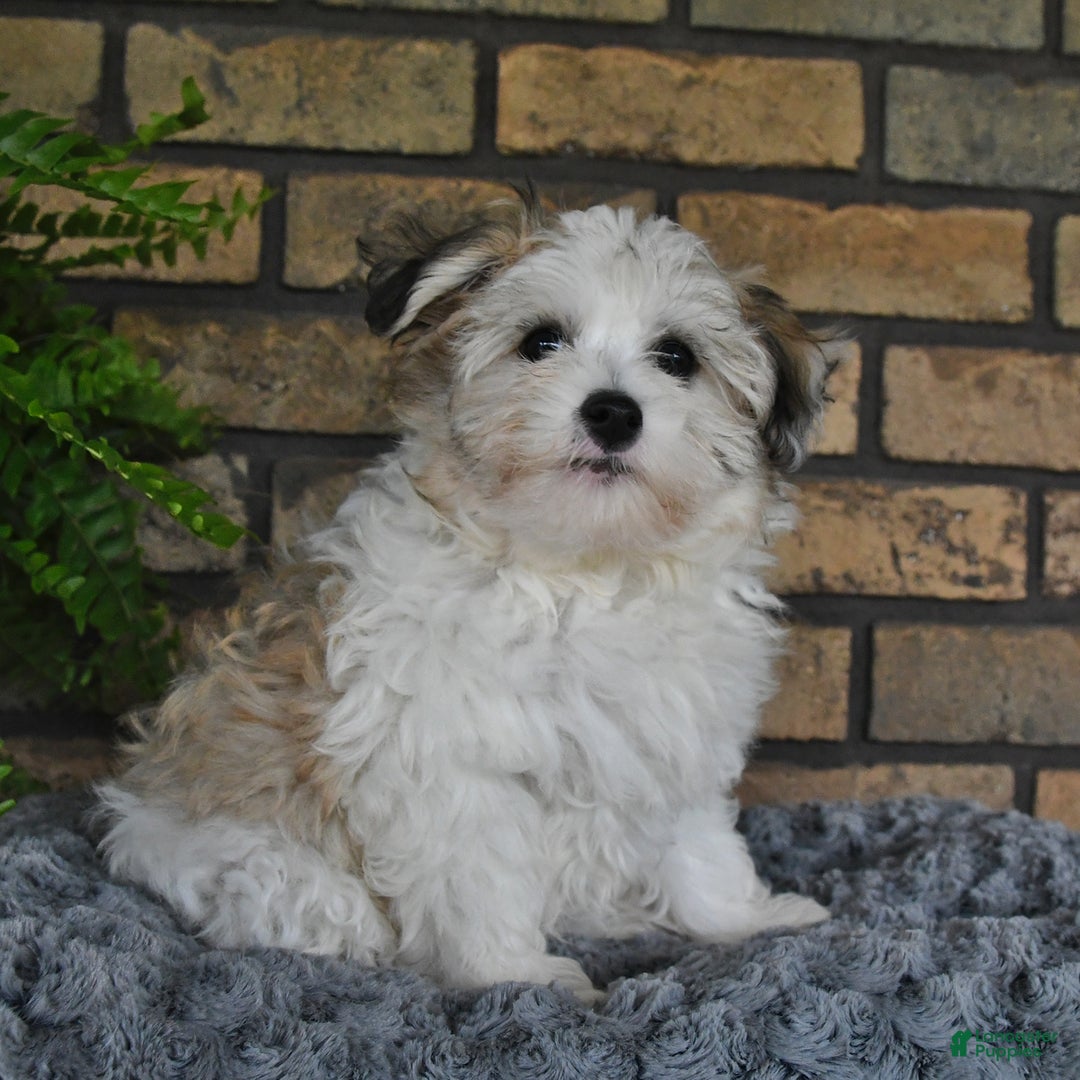 Havapoo dogs for sale: Toby - Image 19