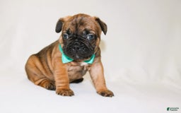 French Bulldog dogs for sale: Apollo Akc 🐾 - Image 13