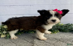 Shorkie dogs for sale: Sandy - Image 1