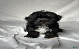 Havapoo dogs for sale: Lucas - Image 5