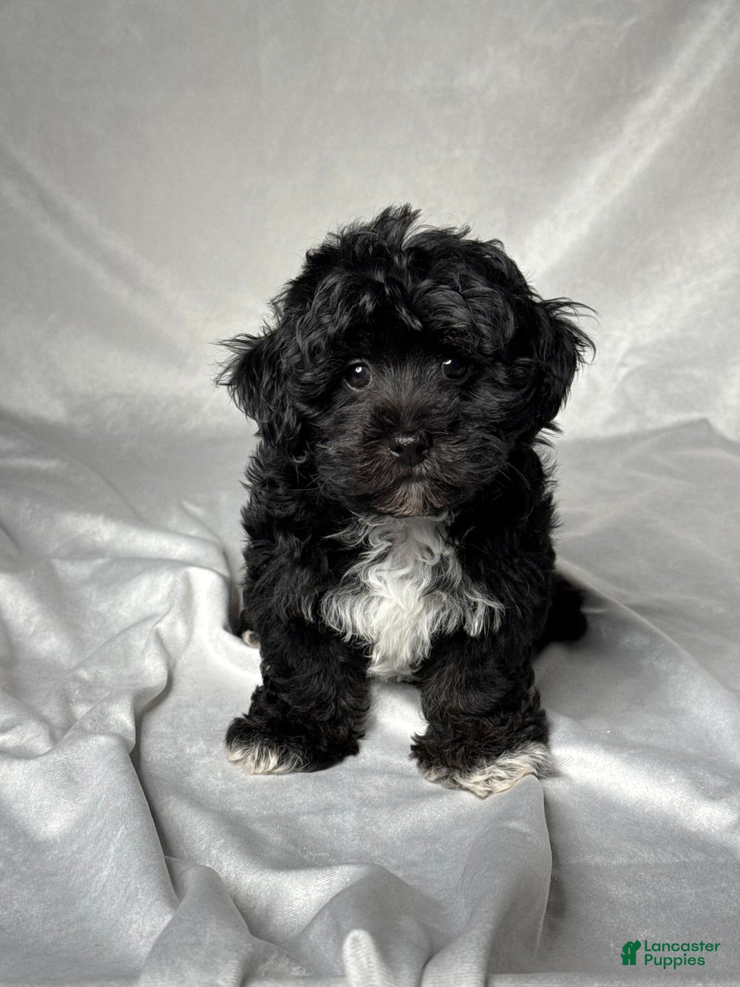 Havapoo dogs for sale: Lucas - Image 5