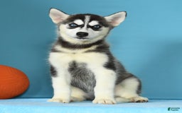 Siberian Husky dogs for sale: Mitzy - Image 3