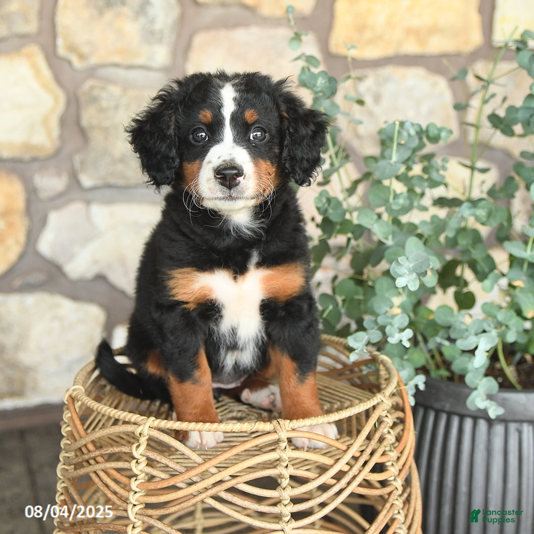 Mini Bernedoodle dogs for sale: Gracie - Image 1