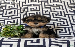 Yorkiepoo dogs for sale: Lowell Toy size - Image 1