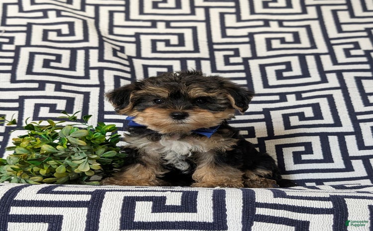 Yorkiepoo dogs for sale - Ad 3