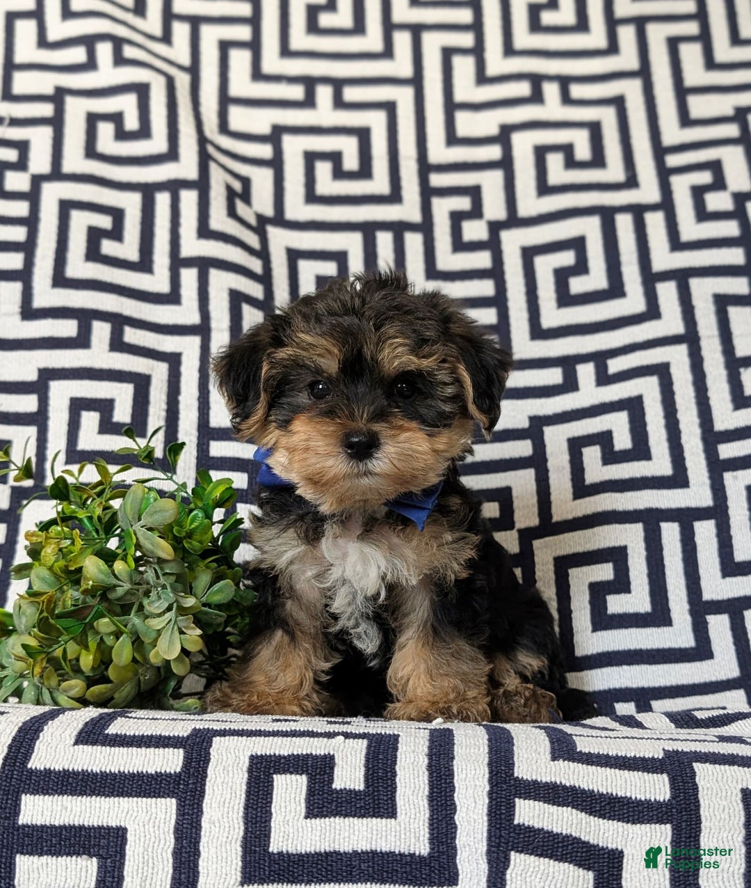 Yorkiepoo dogs for sale: Lowell Toy size - Image 1