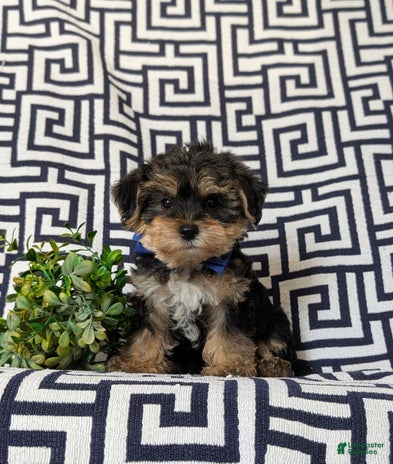 Yorkiepoo dogs for sale - Ad 3