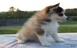 Pomsky dogs for sale: Trisha - Image 1