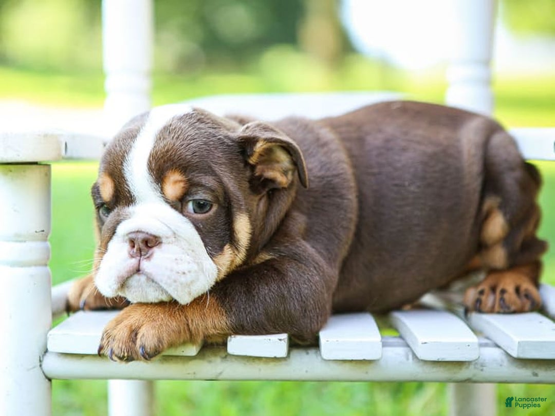 English Bulldog dogs for sale: Sadie - Image 8