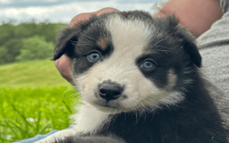 Australian Shepherd dogs for sale: Alejandro-ollie - Image 4
