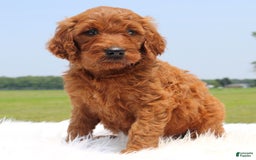 Irish Doodle dogs for sale: Volley - Image 4