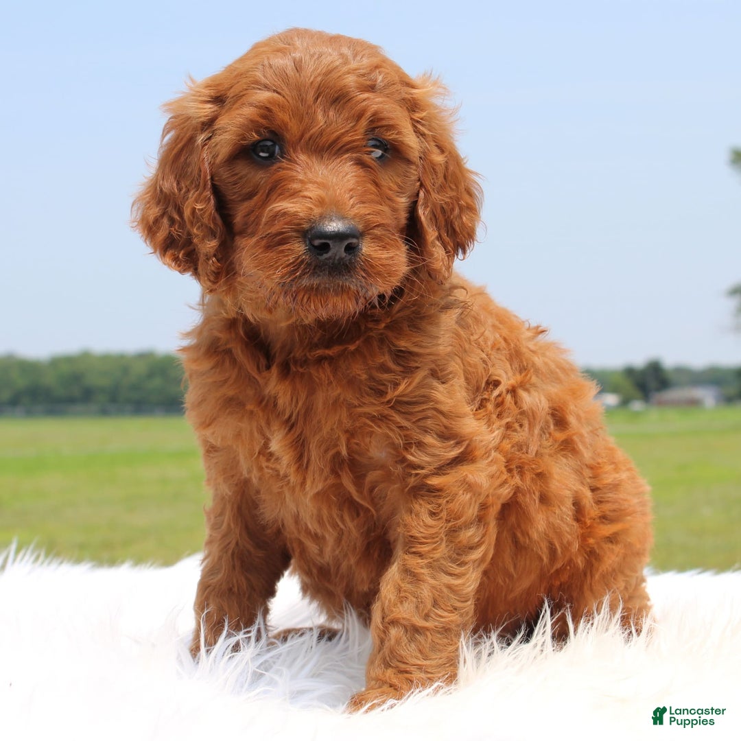Irish Doodle dogs for sale: Volley - Image 4