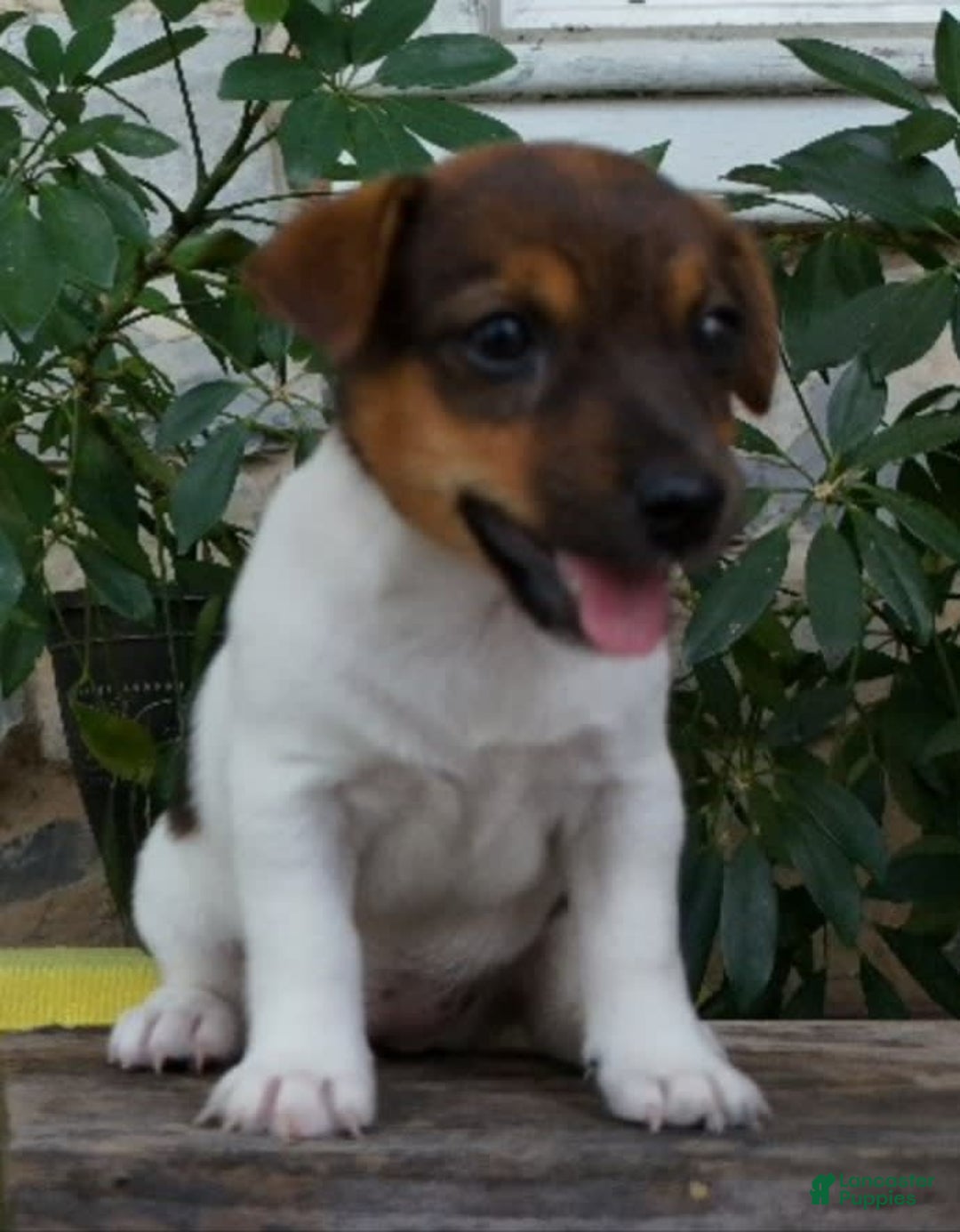 Jack Russell Terrier dogs for sale: Kaylee - Image 7