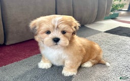 Lhasa Apso dogs for sale: Benji - Image 5