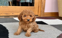 Cockapoo dogs for sale: Waylon - Image 8