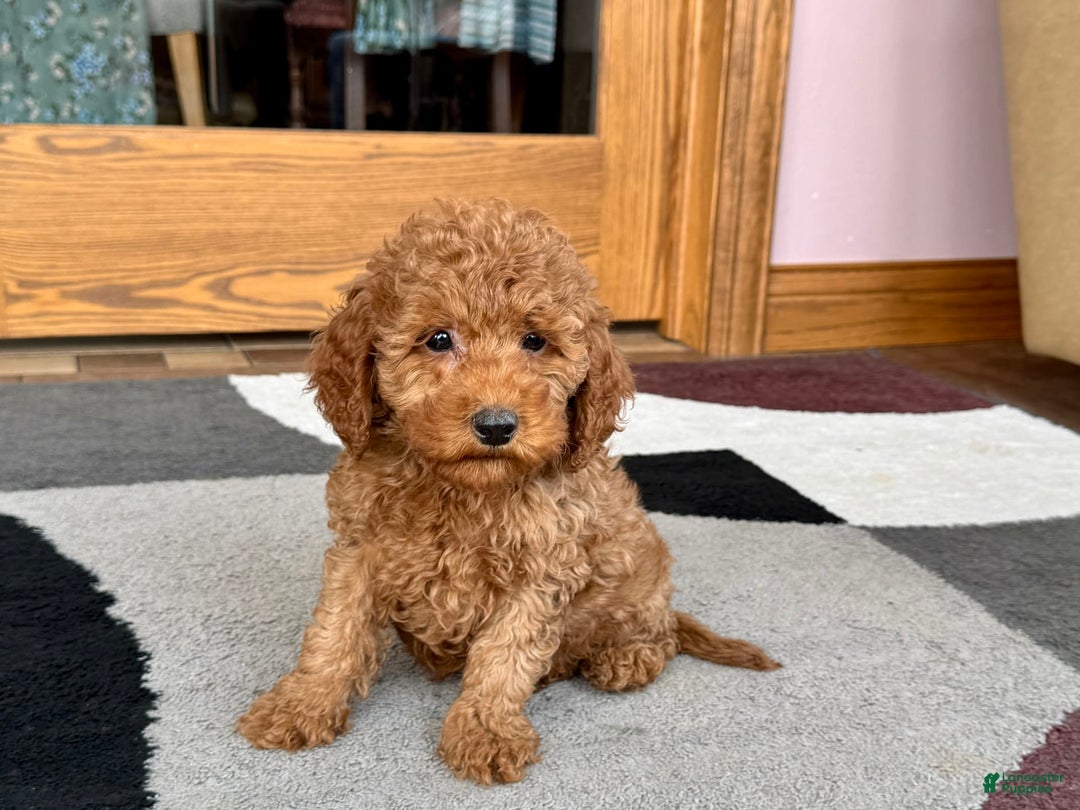Cockapoo dogs for sale: Waylon - Image 8