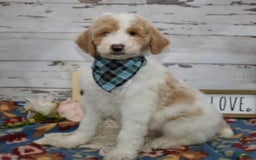 Standard Poodle dogs for sale: Gus - Image 28