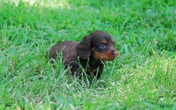 Dachshund dogs for sale: Akc Dixie - Image 9