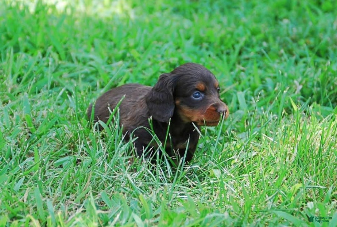 Dachshund dogs for sale: Akc Dixie - Image 9