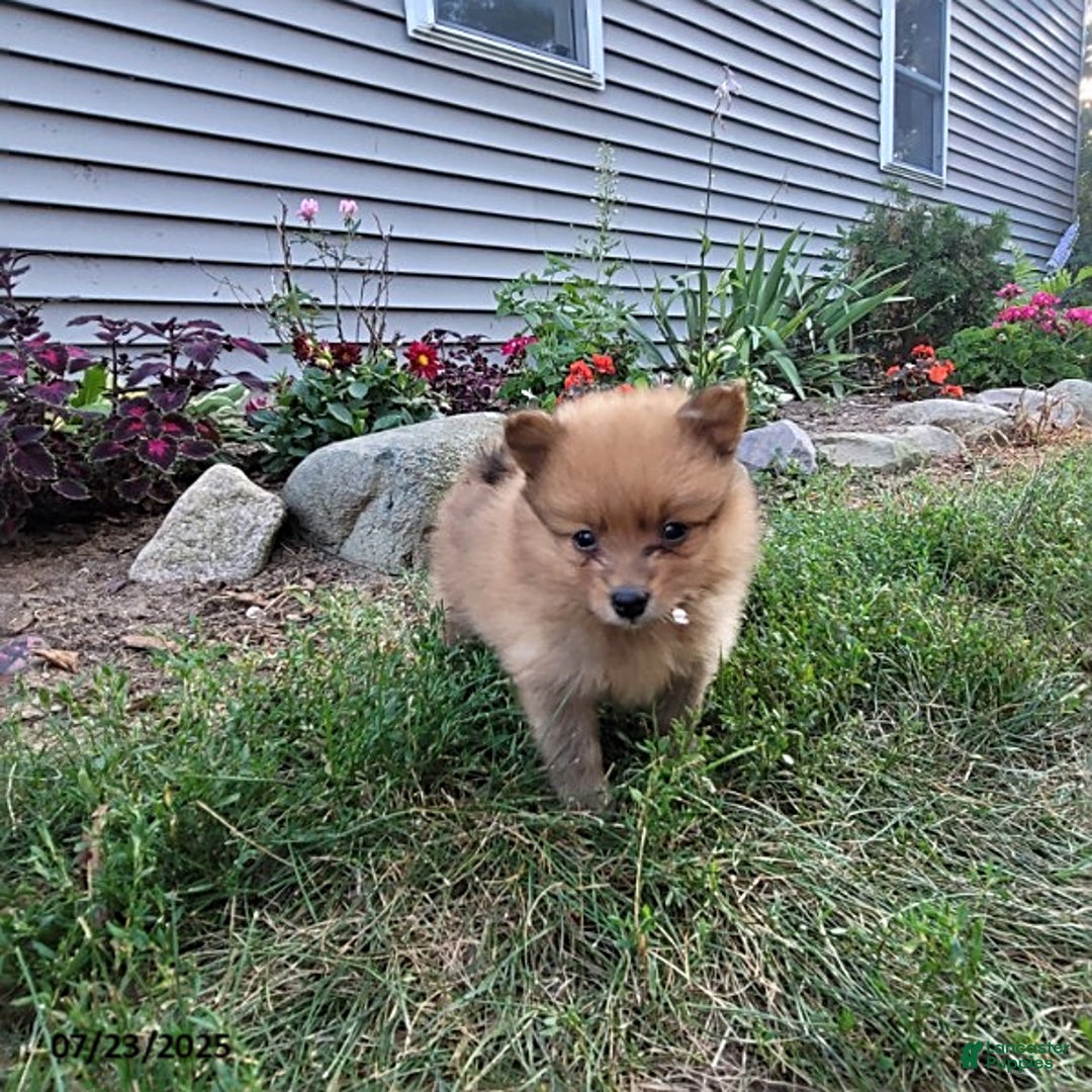 Pomeranian dogs for sale: Buddy - Image 3