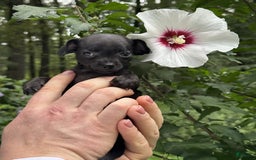 Chihuahua dogs for sale: Black Pearl - Image 12
