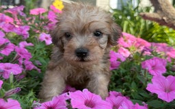 Schnoodle dogs for sale: Irene - Image 5